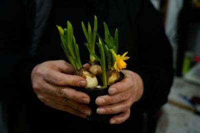 2024. március 13. - Színes tavaszi virágszőnyeg