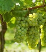 Felszámolják a gondozatlan szőlőültetvényeket a fertőzött területeken