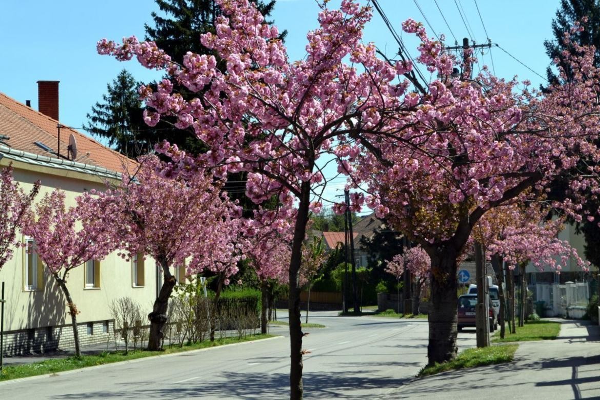 Virágba borult Sopron
